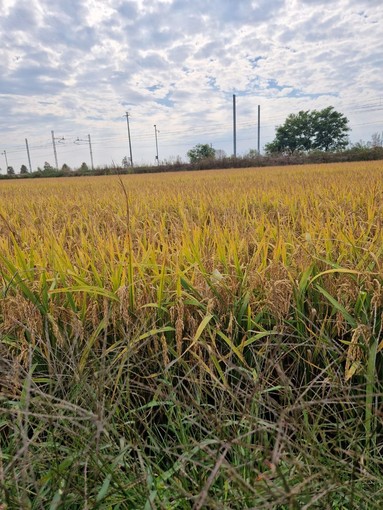 Al via la trebbiatura del riso: annata condizionata dal maltempo