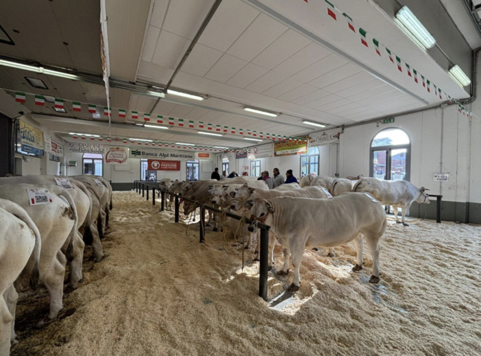 Alunni dell'Agrario alla Fiera Nazionale del Bue grasso