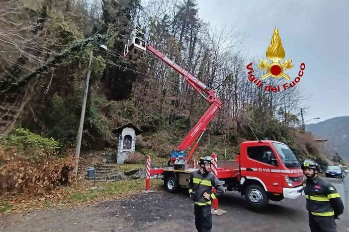 Alberi pericolanti minacciano la linea elettrica