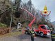 Alberi pericolanti minacciano la linea elettrica