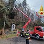 Alberi pericolanti minacciano la linea elettrica