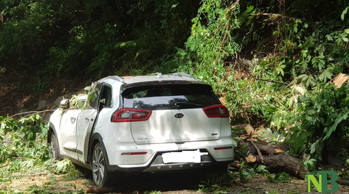 Forte vento a Cavaglià, una pianta cade su un'auto in transito