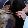 Festa di Sant'Antonio Abate: benedizione del pane e degli animali