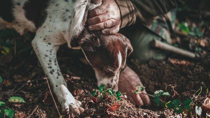 Il Lagotto Romagnolo: Il Cane da Tartufo per Eccellenza