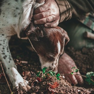 Il Lagotto Romagnolo: Il Cane da Tartufo per Eccellenza