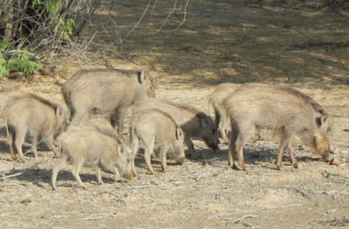 Peste suina africana, il Piemonte verso l'uscita dalle misure più restrittive