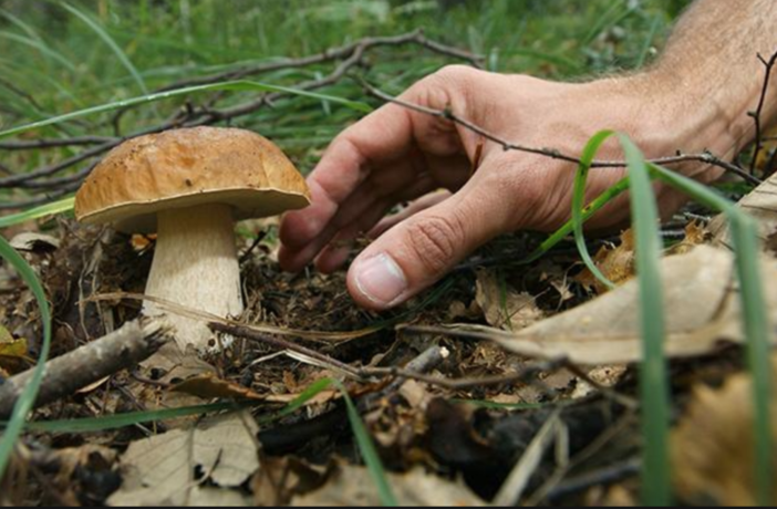 Funghi: aumentano gli accessi al pronto soccorso per sintomi da avvelenamento