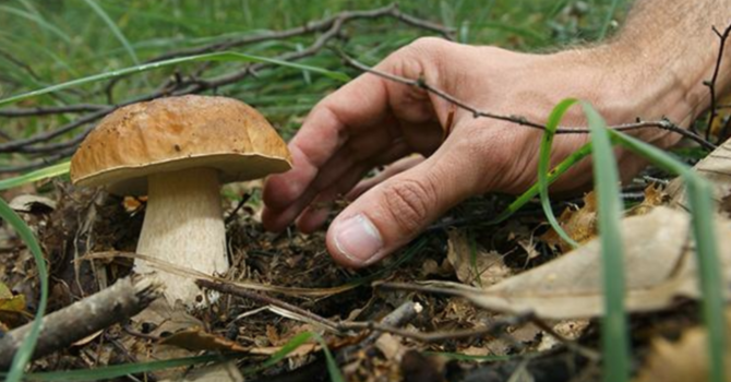 Funghi: aumentano gli accessi al pronto soccorso per sintomi da avvelenamento