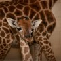 Al Safari Park nasce una giraffa. E' la prima volta dal 1992