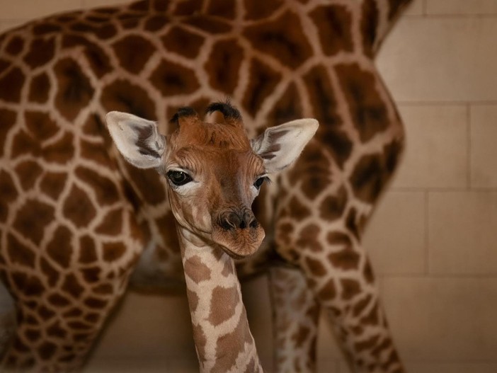 Al Safari Park nasce una giraffa. E' la prima volta dal 1992