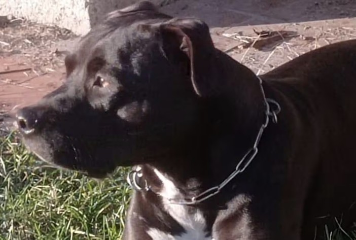 Volontaria del canile aggredita dal pitbull che uccise il piccolo Michele