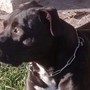 Volontaria del canile aggredita dal pitbull che uccise il piccolo Michele